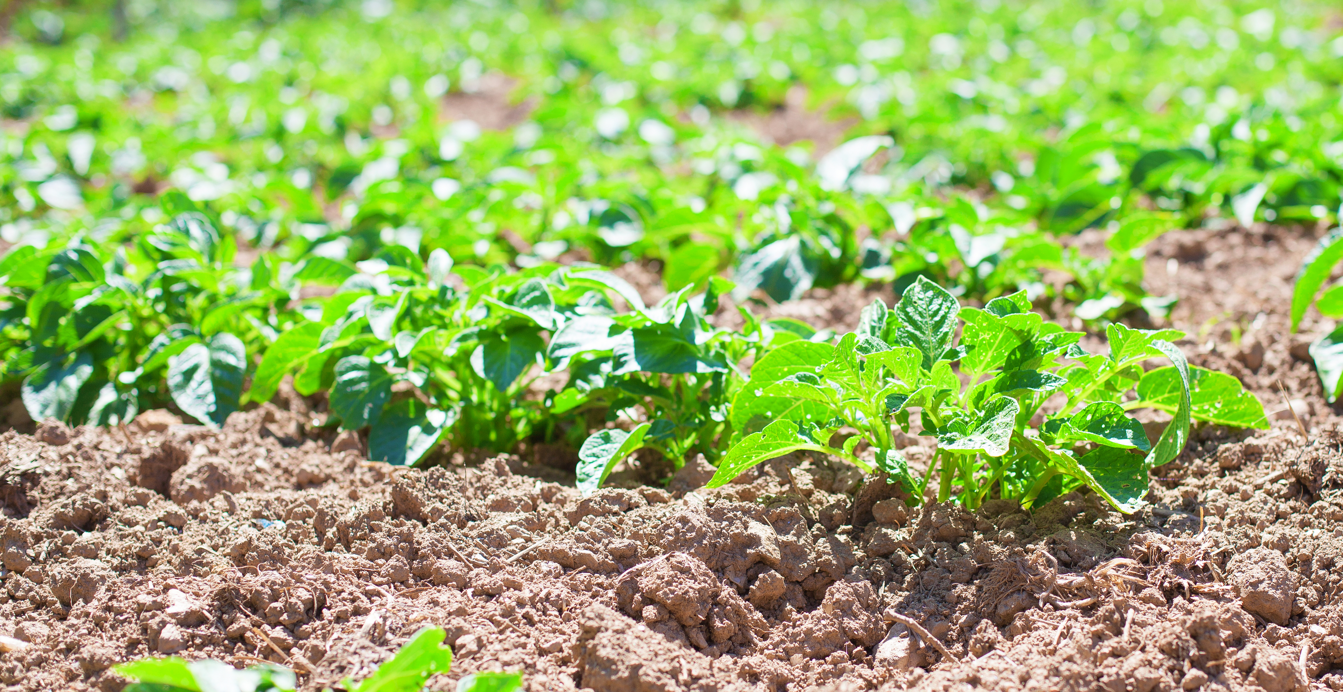Potato farm with healthy green potato plants in rows